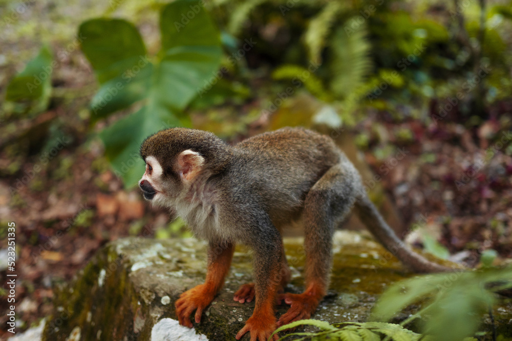 Obraz premium A small monkey with a long tail in the forest, close-up. funny primates in a nature park, animal watching