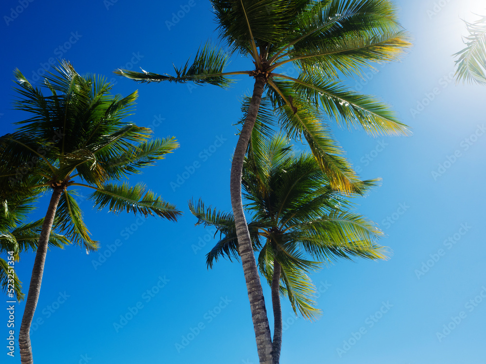 Tall palm trees against the sky, branches of the trees in the wind, bottom view. Palm tree against a clear sky, Tropical landscape, island holidays