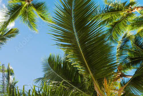 Palm branches against the sky. Dense palm thickets. Tropical island  warm climate