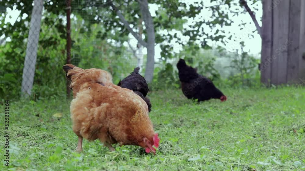Black and red hens are looking for food in the yard. Agricultural industry. Breeding chickens. Close-up of chickens in nature. Domestic birds on a free range farm. They are playing in the yard. Black and red hens are looking for food in the yard. Agricultural industry. Breeding chickens. Close-up of chickens in nature. Domestic birds on a free range farm. They are playing in the yard.