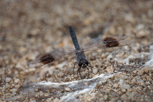 Brachythemis leucosticta. Dragonfly in its natural environment. photo