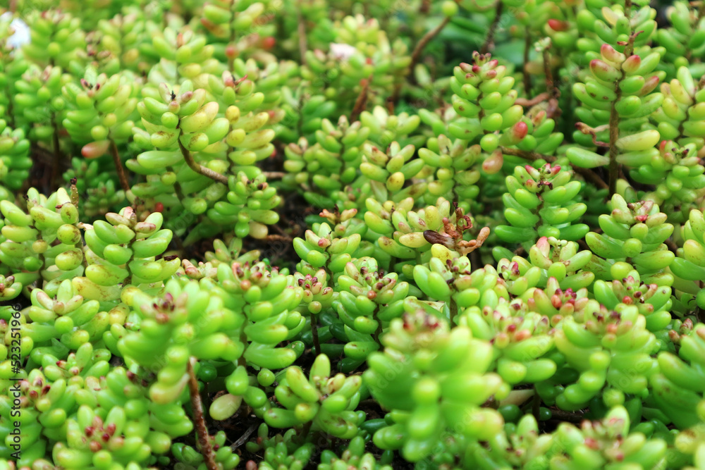 Sedum album or white stonecrop