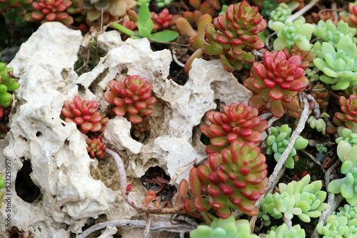 Sedum album or white stonecrop photo