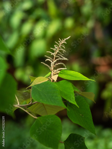 Spray of green flowers from a butterfly bush