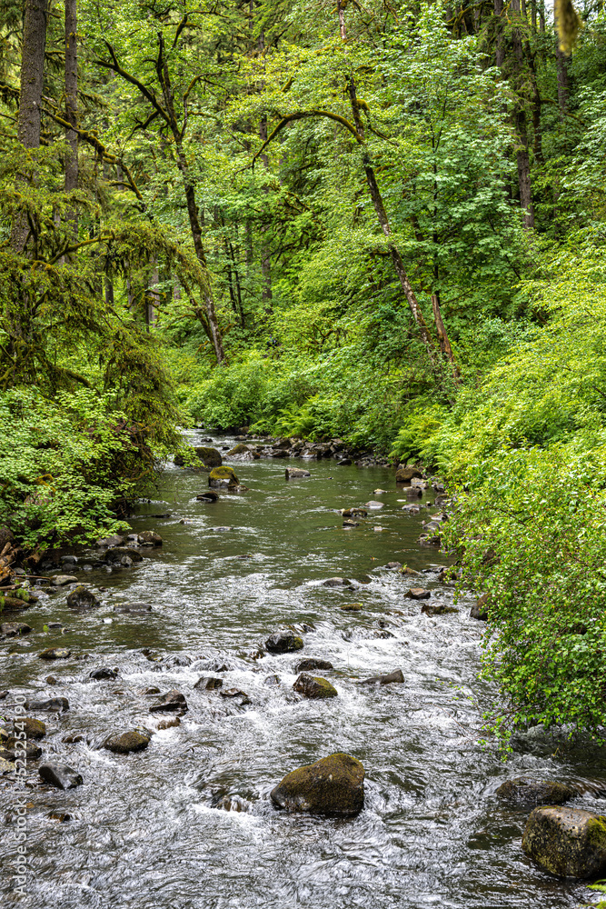 North Folk Silver Creek in Silver Falls State Park, OR North Folk Silver Creek in Silver Falls State Park, OR