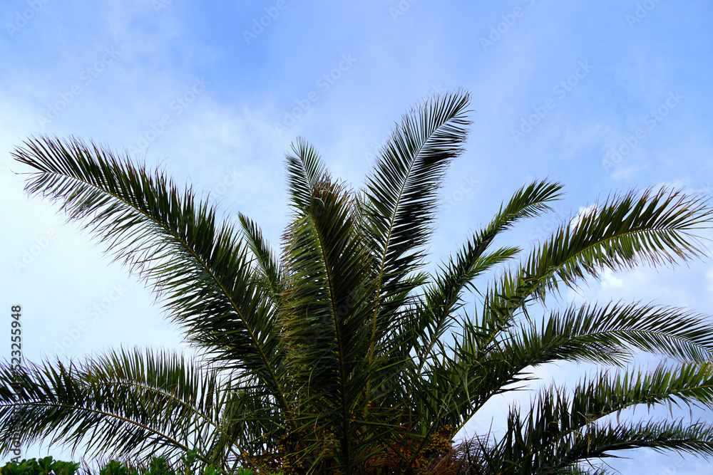 Long green branches of the Canarian palm or Phoenix canariensis tree under the blue sky