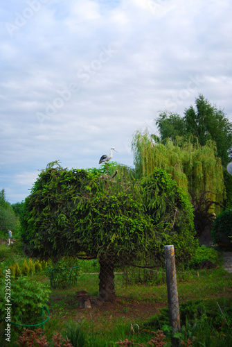Artificial stork on a tree. Rural landscape.
