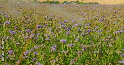 Environmental German project for saving bee and insect. Many honeybee on colorful nature field. Planted glade with phacelia tanacetifolia flowers. Honey bees pollinate herb. Insectary plants theme. photo