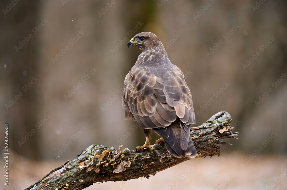 Buzzard perched on a branch Buzzard perched on a branch