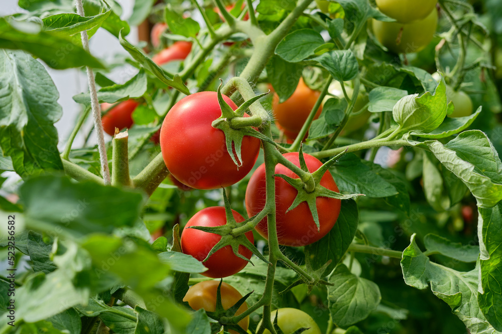 Ripe red round tomatoes on a branch