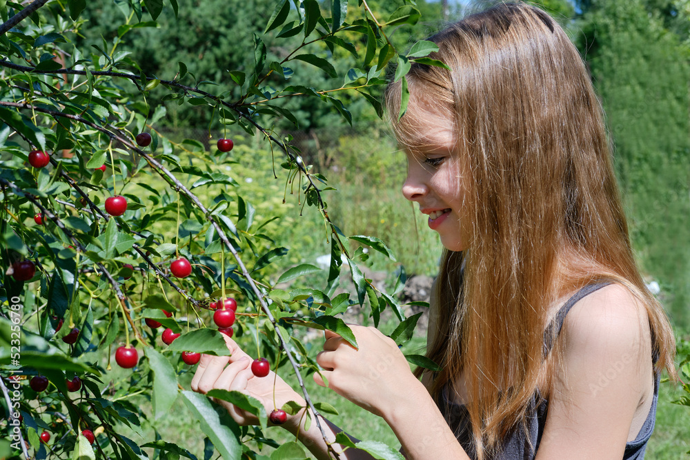 A smiling Caucasian girl picks a ripe cherry berry from a tree in the garden on a sunny day. Harvesting ripe cherries A smiling Caucasian girl picks a ripe cherry berry from a tree in the garden on a sunny day. Harvesting ripe cherries