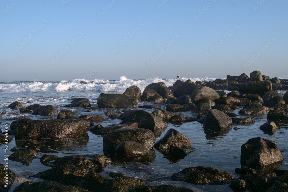 olas rocas y gaviotas en la playa en otoño