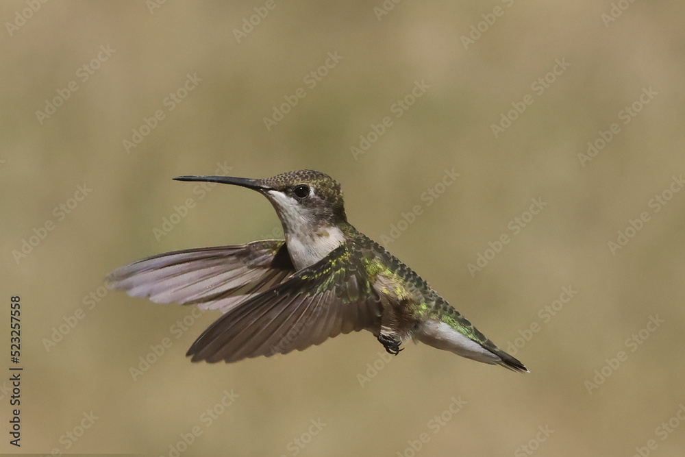 Fototapeta premium Female Ruby Throated Hummingbird in flight in summer