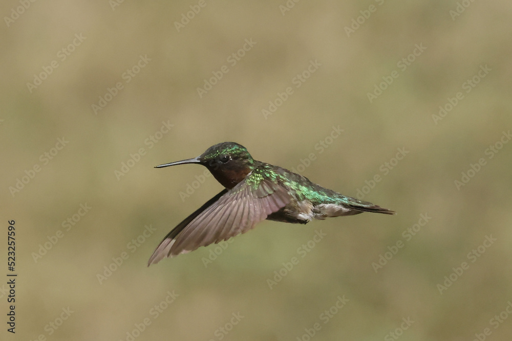 Fototapeta premium Male Ruby Throated Humming bird in flight