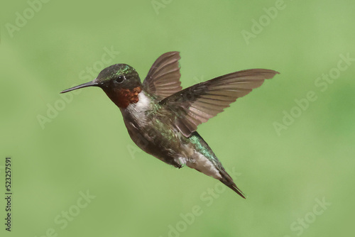 Male Ruby Throated Hummingbird in flight on summer day