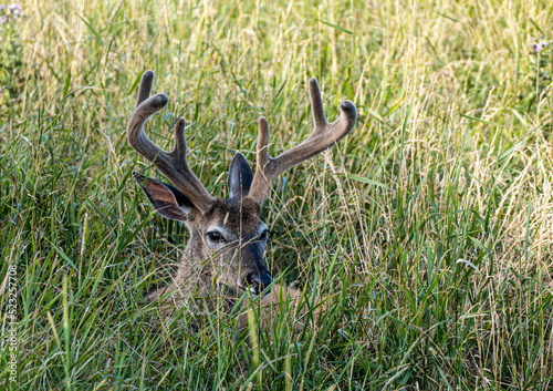 Deer in the country