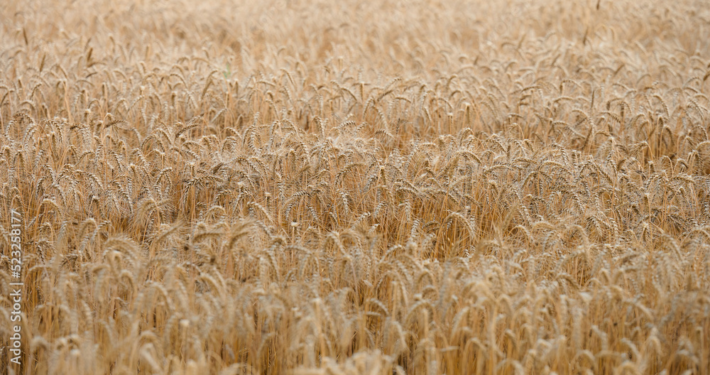 Field with yellow ripe wheat on a summer day. Good harvest, banner Field with yellow ripe wheat on a summer day. Good harvest, banner