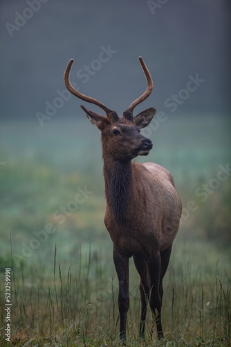 Elk in Cataloochee Valley