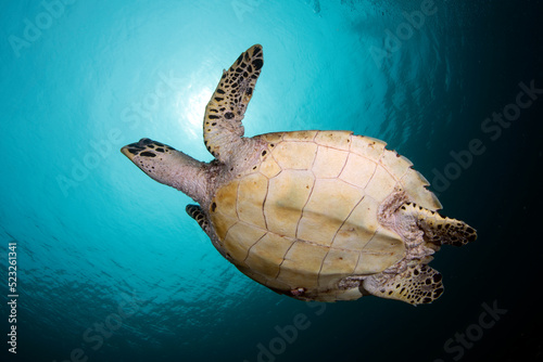Hawksbill Turtle - Eretmochelys imbricata swims in the open water. Sea life of Tulamben, Bali, Indonesia.