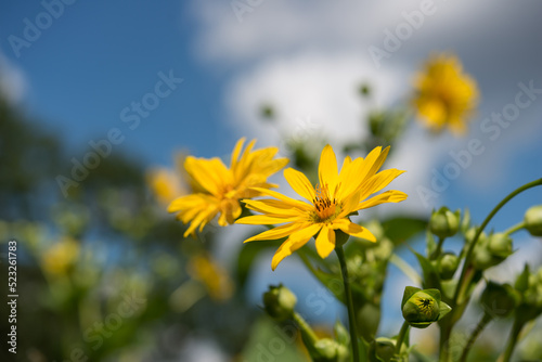 yellow flowers on blue background