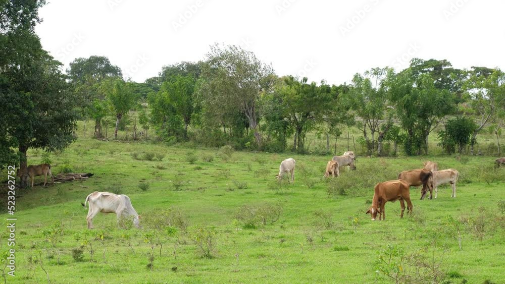 Cow on green grass fields. Agriculture farming background Cow on green grass fields. Agriculture farming background