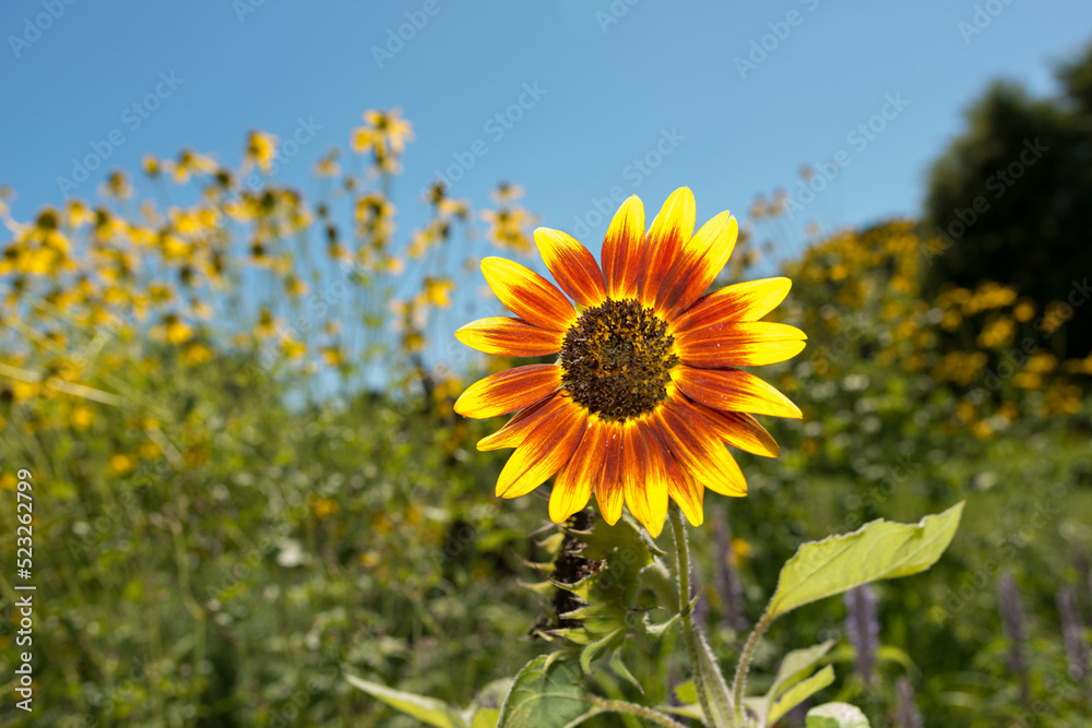 Fototapeta premium sunflower isolated on a background with plants, trees, and sky