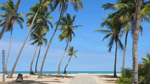 Wallpaper Mural Pristine and bounty caribbean beach with coconut palm trees and turquoise sea. Tropical landscape. Aerial view Torontodigital.ca