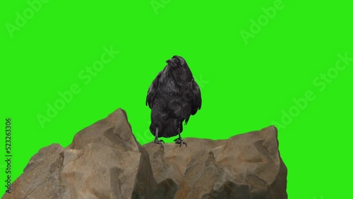 Raven perched on rocks green screen
