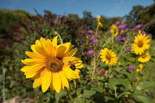 sunflowers and Buddleja flowers  with bee  