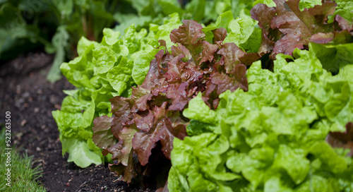 Lettuce plants - lactuca sativa in the vegetable garden - fresh salad leaves are growing on the veggie farm.