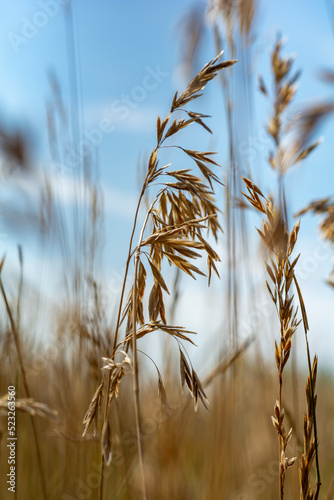 Beautiful prairie grass sways gently in the soft breeze. A quiet and serene photo of the natural environment.