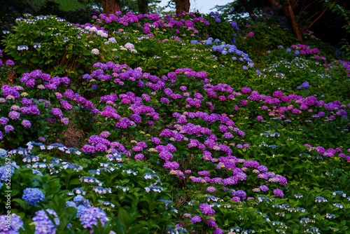 Fototapeta Naklejka Na Ścianę i Meble -  夕日で映える綺麗な紫陽花