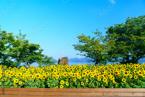 山口県下松市笠戸島の朝日を浴びる満開のひまわりの黄色と青い空