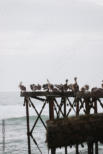 Flock of pelicans cleaning their plumage by the sea. Vertical © padnob