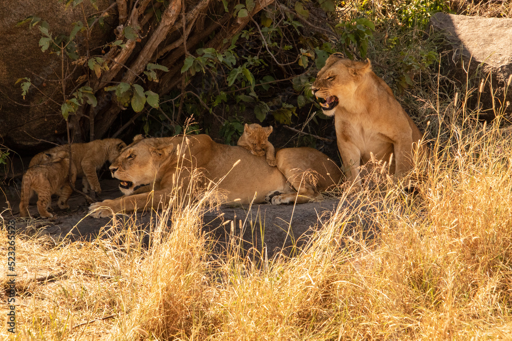 Fototapeta premium Two adult female lions with three cubs