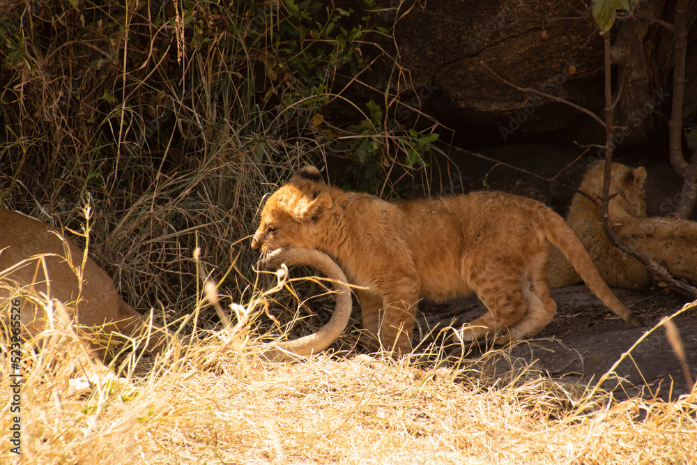 Fototapeta premium A lion cub playing with another lions tail.