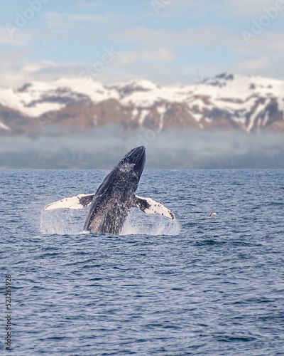Photography A humpback whale is jumping out of ocean water	with snow mountains on the backgr