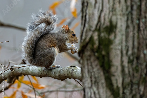 Young Grey Squirrel on a tree