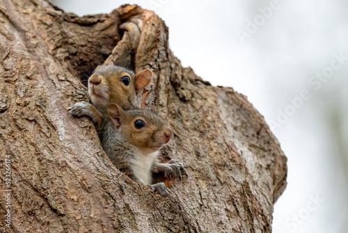Two Young Grey Squirrels on a tree