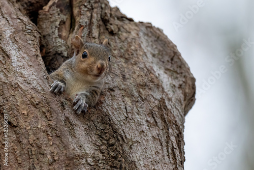 Young Grey Squirrel on a tree