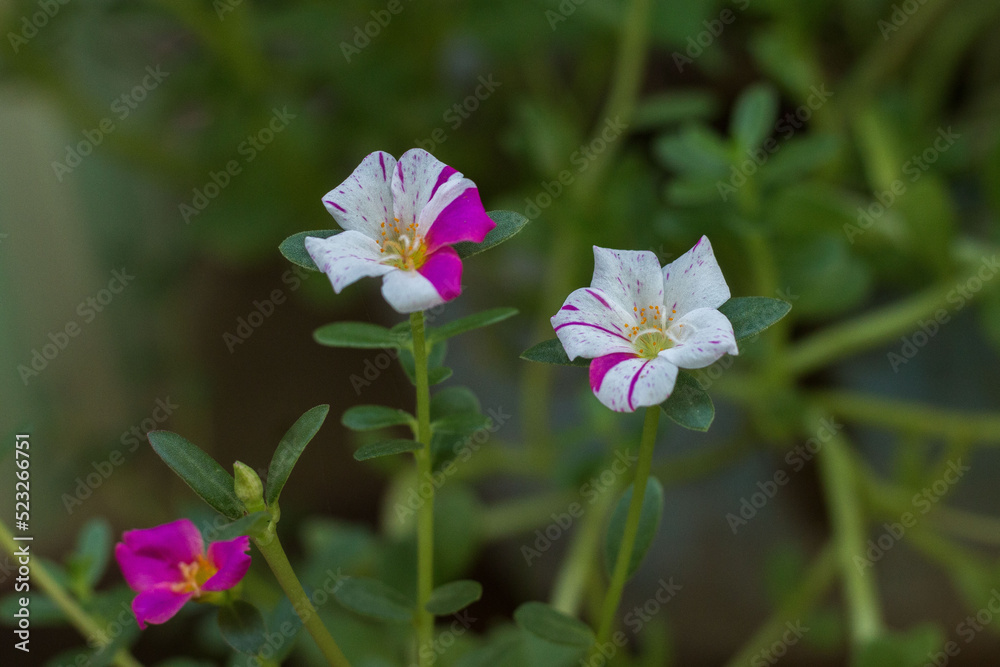 white and pink flowers in the garden white and pink flowers in the garden