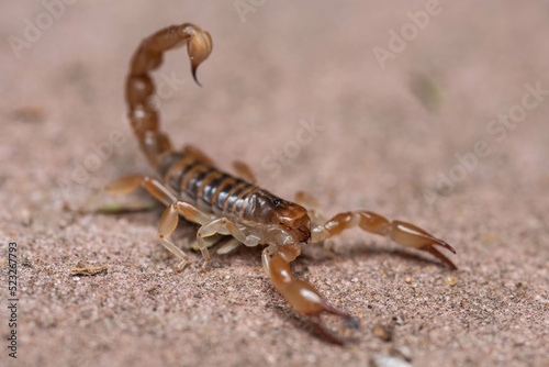 scorpion on the rock © Javier