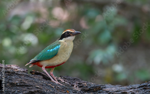 colorful birds in nature Fairy Pitta (Pitta nympha) 