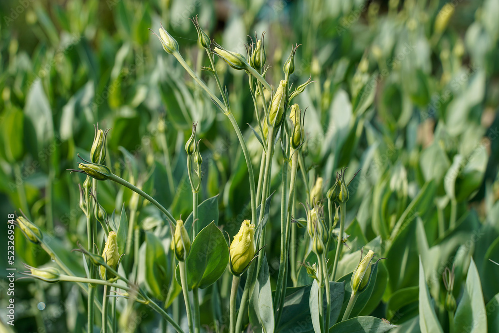 Healthy lisianthus flowers in bud form an outdoor flower garden. Healthy lisianthus flowers in bud form an outdoor flower garden.