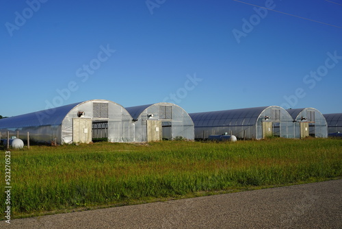  Long greenhouses are being prepared to be used.