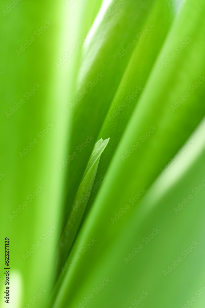 blurry leaves nature of summer green leaves natural green leaf plant used as wallpaper background blurry leaves nature of summer green leaves natural green leaf plant used as wallpaper background