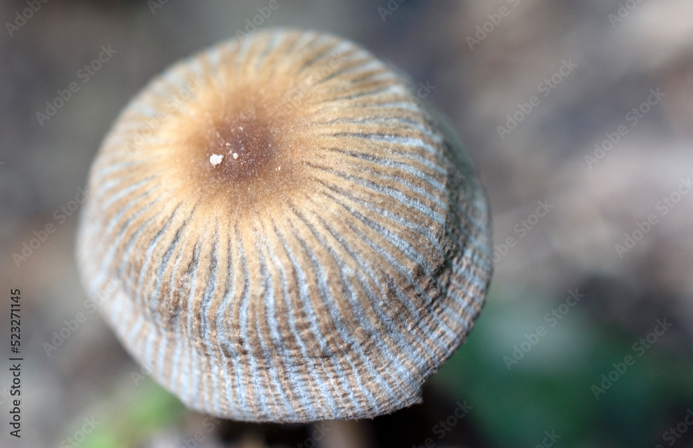 A mushroom growing in the forest. A mushroom growing in the forest.