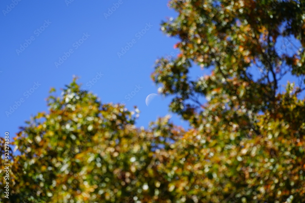 Day time half moon photograph during the autumn season