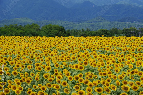 明野