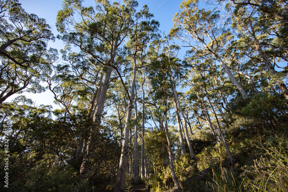 beautiful eucalyptus forest at tasman national park in tasmania/ australia during a treck at cap raoul in the peninsula.
beautiful eucalyptus forest at tasman national park in tasmania/ australia during a treck at cap raoul in the peninsula.